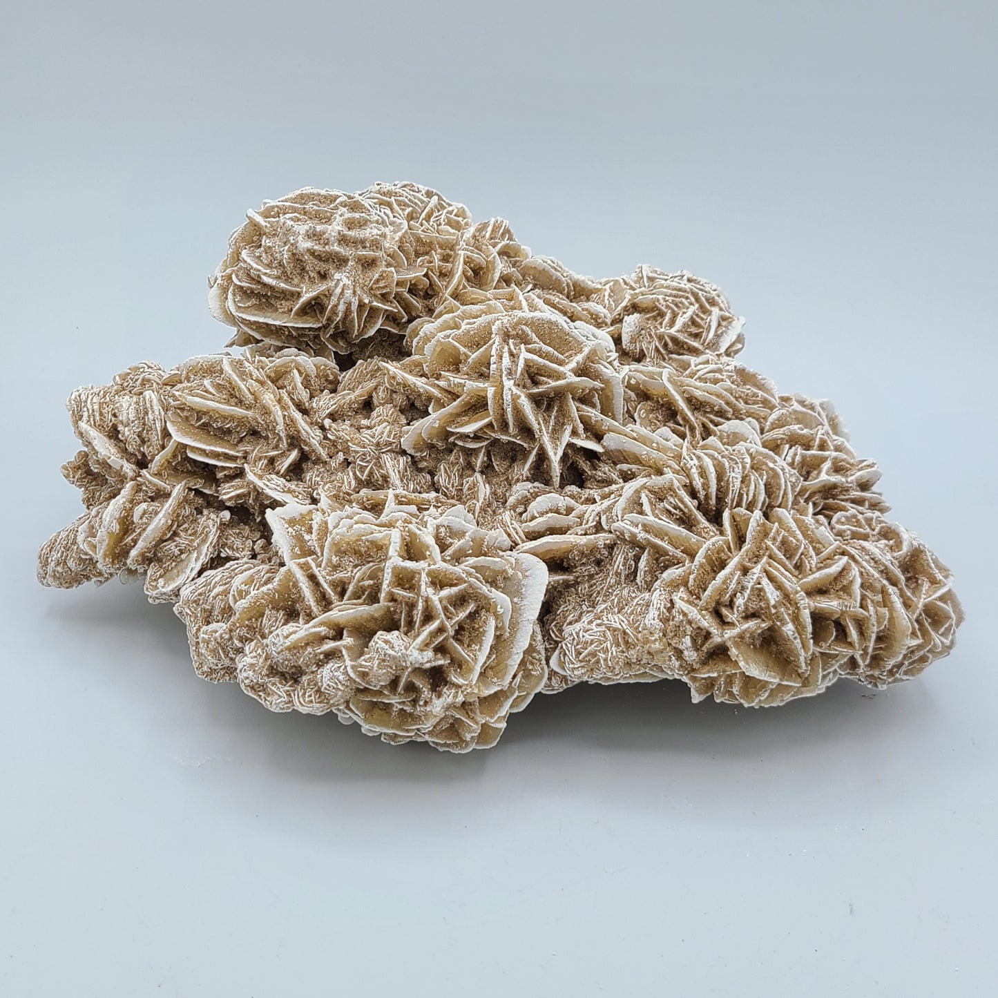 Dessert Rose Specimen