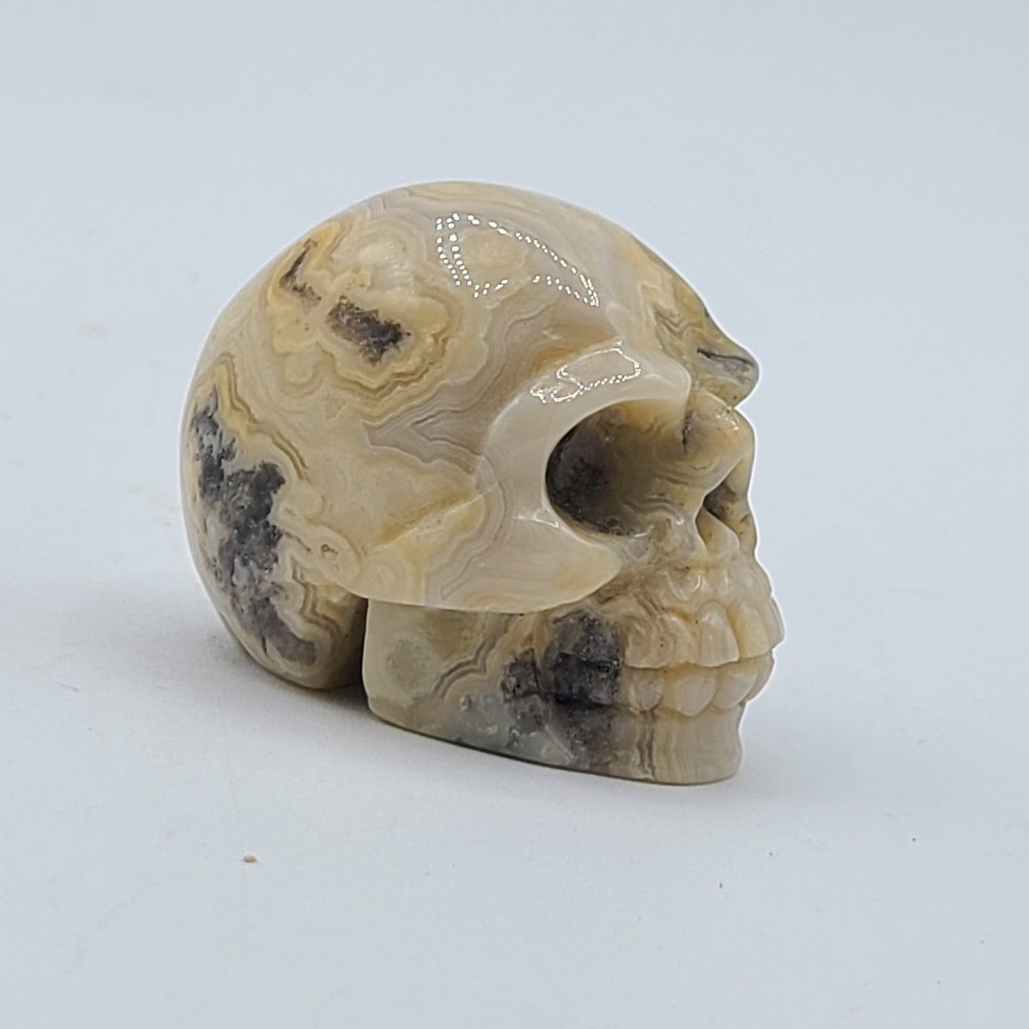 Medium Skull 2” to 2.5”