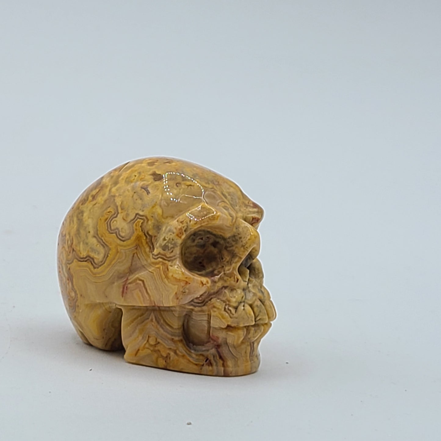 Medium Skull 2” to 2.5”