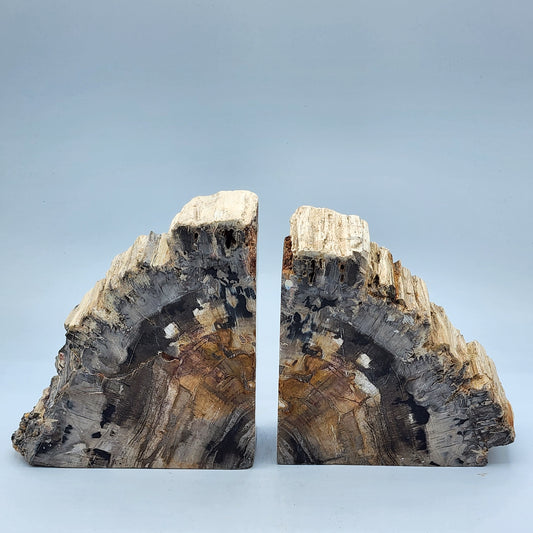 Black Petrified Wood Bookends